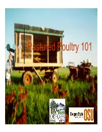 Pastured Poultry 101 Topics for Discussion