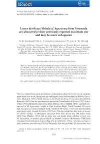 Lesser Devil Rays Mobula Cf. Hypostoma from Venezuela Are Almost Twice Their Previously Reported Maximum Size and May Be a New Sub-Species