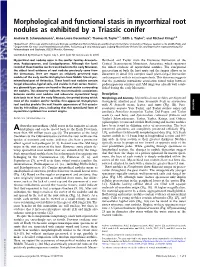 Morphological and Functional Stasis in Mycorrhizal Root Nodules As Exhibited by a Triassic Conifer