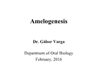 Amelogenesis