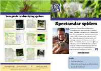 Spectacular Spiders