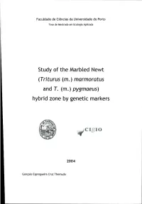Study of the Marbled Newt (Triturus (M.) Marmoratus and T