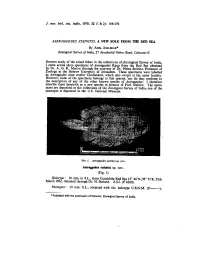 166-170 Aseraggodes Steinitzi, a New Sole from the Red Sea