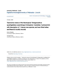 Coleoptera: Carabidae: Cyclosomini) with Description of T