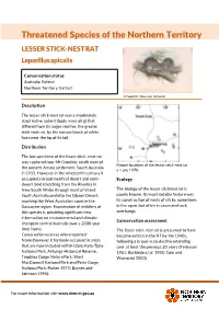 LESSER STICK-NEST RAT Leporillus Apicalis