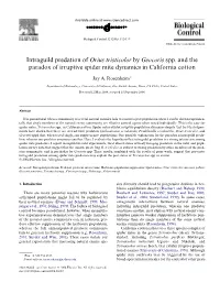 Intraguild Predation of Orius Tristicolor by Geocoris Spp. and the Paradox of Irruptive Spider Mite Dynamics in California Cotton