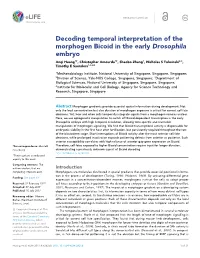 Decoding Temporal Interpretation of the Morphogen Bicoid in the Early