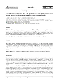 Nomenclatural Changes and Two New Species in the Leafhopper Genus Usanus Delong (Hemiptera: Cicadellidae) with Notes on Conservation Status