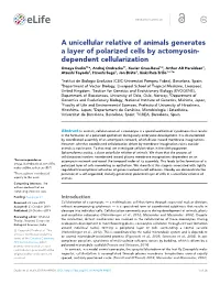 A Unicellular Relative of Animals Generates a Layer of Polarized Cells