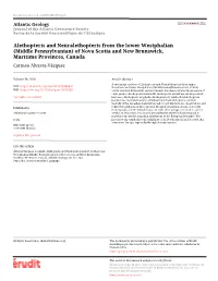Alethopteris and Neuralethopteris from the Lower Westphalian