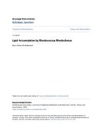 Lipid Accumulation by Rhodococcus Rhodochrous