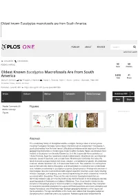 Oldest Known Eucalyptus Macrofossils Are from South America