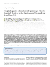 Synaptic Regulator Α-Synuclein in Dopaminergic Fibers Is Essentially Required for the Maintenance of Subependymal Neural Stem C