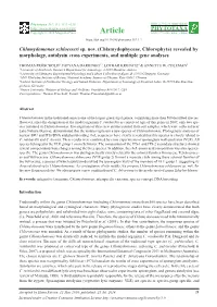 Chlamydomonas Schloesseri Sp. Nov. (Chlamydophyceae, Chlorophyta) Revealed by Morphology, Autolysin Cross Experiments, and Multiple Gene Analyses
