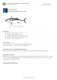 Species Fact Sheets Euthynnus Affinis (Cantor, 1849)