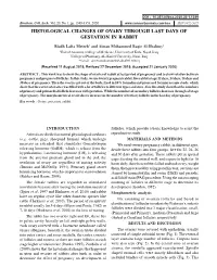 Histological Changes of Ovary Through Last Days of Gestation in Rabbit