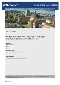 Mechanistic Mathematical Modeling of Spatiotemporal Microtubule Dynamics and Regulation in Vivo