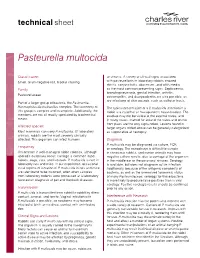 Pasteurella Multocida