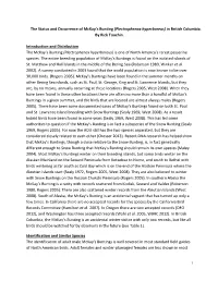 The Status and Occurrence of Mckay's Bunting (Plectrophenax