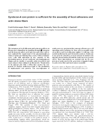 Syndecan-4 Core Protein and Focal Adhesions 3435 Represent Typical Staining Patterns Observed at the Indicated Time Points