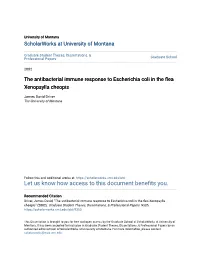 The Antibacterial Immune Response to Escherichia Coli in the Flea Xenopsylla Cheopis