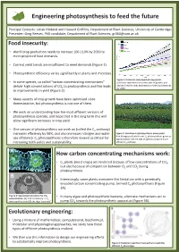 Engineering Photosynthesis to Feed the Future