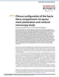 Fibrous Configuration of the Fascia Iliaca Compartment: an Epoxy Sheet