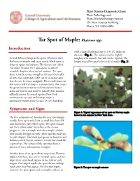 Tar Spot of Maple: Rhytisma Spp. Introduction Yield a Larger Black Mass up to 1 & 1/2 Inches in Diameter (Fig