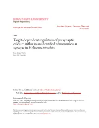 Target-Dependent Regulation of Presynaptic Calcium Influx in an Identified Neuromuscular Synapse in Helisoma Trivolvis Lisa Renee Funte Iowa State University