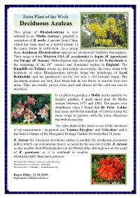 Deciduous Azaleas