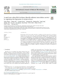 A Small Non-Coding RNA Facilitates Brucella Melitensis Intracellular Survival by Regulating the Expression of Virulence Factor T