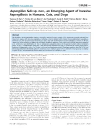 Aspergillus Felis Sp.Nov., an Emerging Agent Of