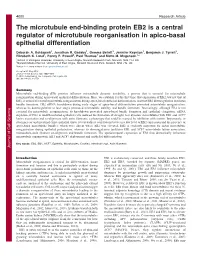 The Microtubule End-Binding Protein EB2 Is a Central Regulator Of