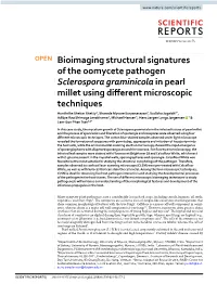 Bioimaging Structural Signatures of the Oomycete Pathogen Sclerospora Graminicola in Pearl Millet Using Different Microscopic Te