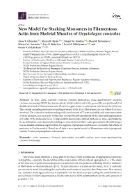 New Model for Stacking Monomers in Filamentous Actin from Skeletal Muscles of Oryctolagus Cuniculus