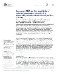 Conserved RNA-Binding Specificity of Polycomb Repressive Complex 2 Is Achieved by Dispersed Amino Acid Patches in EZH2