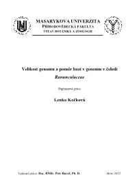 Lenka Kočková