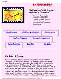 Phasmatodea PHASMATODEA