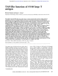 TAF-Like Function of SV40 Large T Antigen