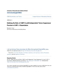 Defining the Role of Ctbp2 in P53-Independent Umort Suppressor Function of ARF: a Dissertation