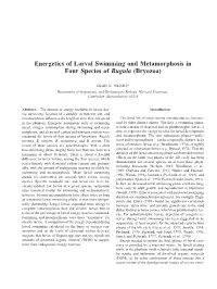 Energetics of Larval Swimming and Metamorphosis in Four Species of Bugula (Bryozoa)