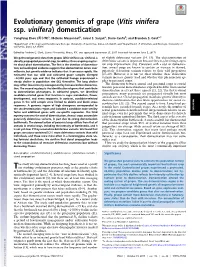 Evolutionary Genomics of Grape (Vitis Vinifera Ssp. Vinifera) Domestication