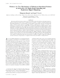 Evidence for Two Mechanisms of Palindrome-Stimulated Deletion in Escherichia Coli: Single-Strand Annealing and Replication Slipped Mispairing