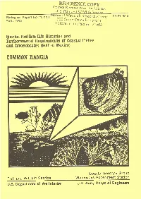 Common Rangia
