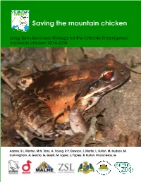 Saving the Mountain Chicken