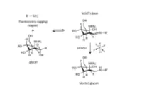 A Novel Carbohydrate Labeling Method Utilizing Transfer Hydrogenation-Mediated Reductive Amination