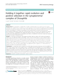 Rapid Evolution and Positive Selection in the Synaptonemal Complex of Drosophila Lucas W