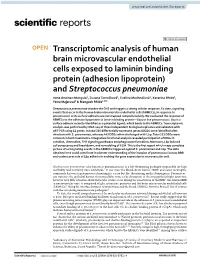 Transcriptomic Analysis of Human Brain Microvascular Endothelial