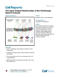 The Input-Output Relationship of the Cholinergic Basal Forebrain