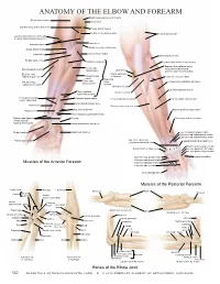 ANATOMY of the ELBOW and FOREARM Medial Cutaneous Nerve of Forearm Biceps Brachii Muscle Ulnar Nerve